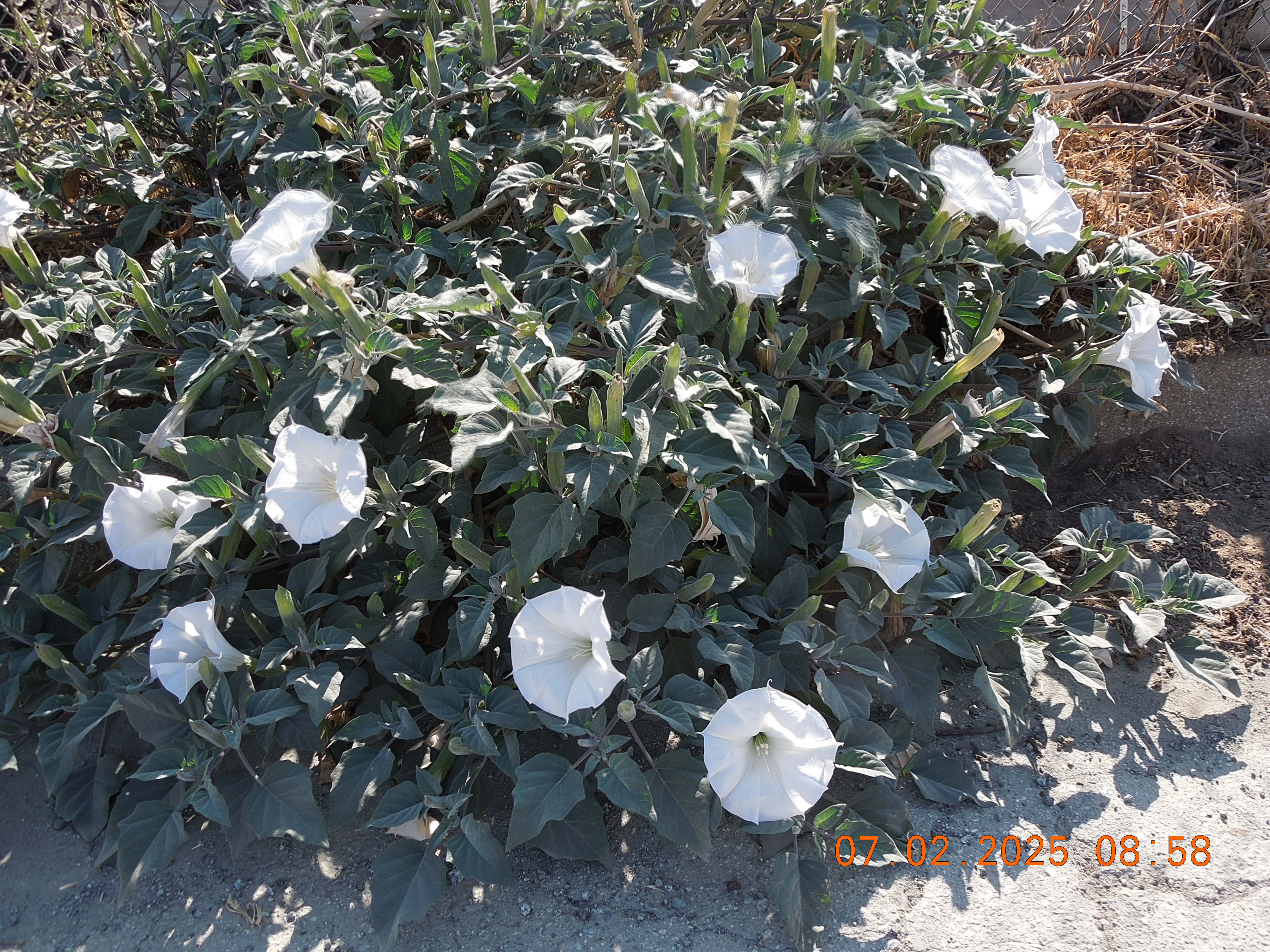kazumi-1